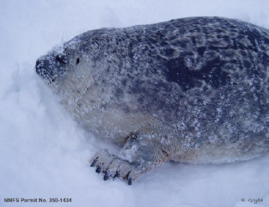 ringed seal