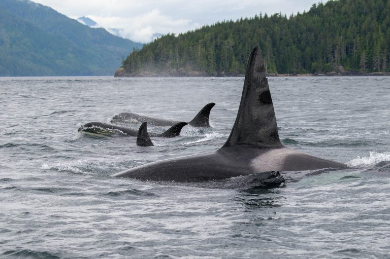 whales